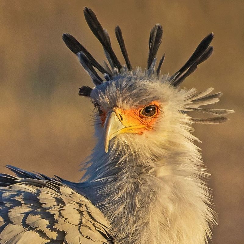 1. Secretary Bird