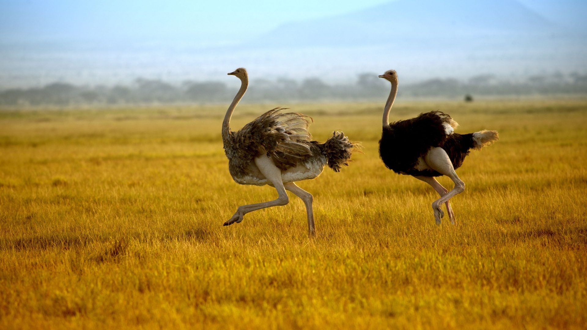 10 Fastest Animals That Dominate The Speed Game