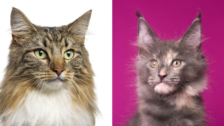 10 Interesting Differences Between Norwegian Forest Cat Vs Maine Coon