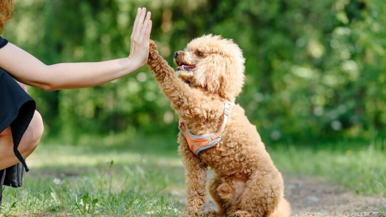 dog high five with owner