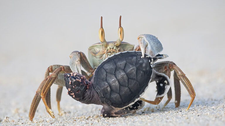 10 Most Incredible Photos From The Nature Photographer Of The Year Awards 2024