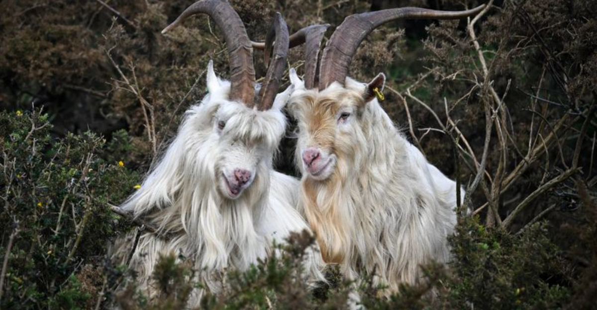 10 Rare Goat Breeds You’ve Probably Never Heard Of