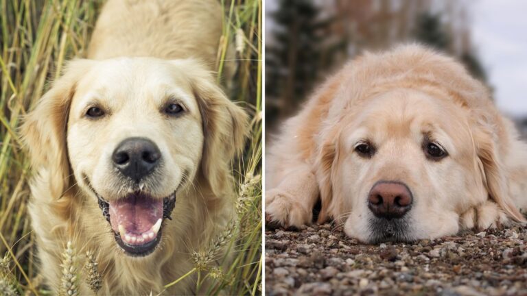 10 Signs Your Dog Is Truly Happy (And 2 That Signal Sadness)