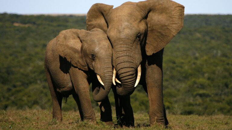 10 Smartest Animals Whose Intelligence Will Blow Your Mind