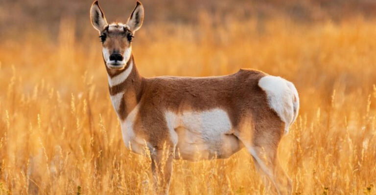 10 Speediest Land Animals That Will Amaze You