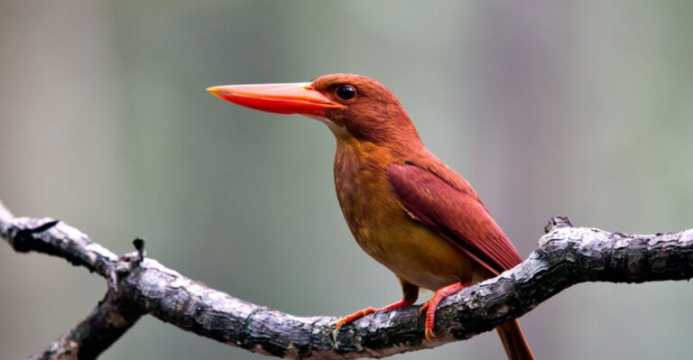 10 Vibrant Orange-Headed Birds You Won't Want To Miss