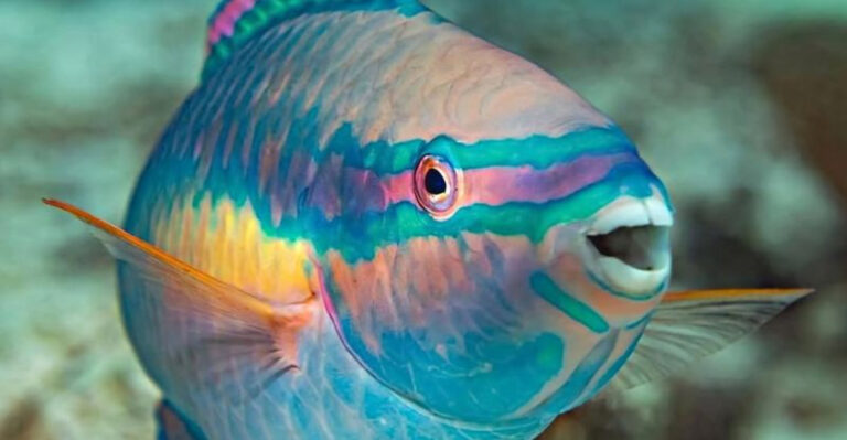 10 Astonishing Animals That Can Switch Their Gender