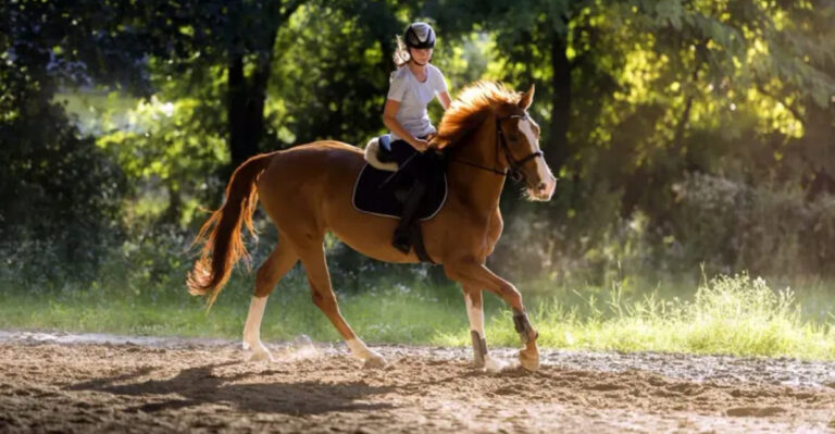10 Essential Tips To Help You Choose The Right Horse