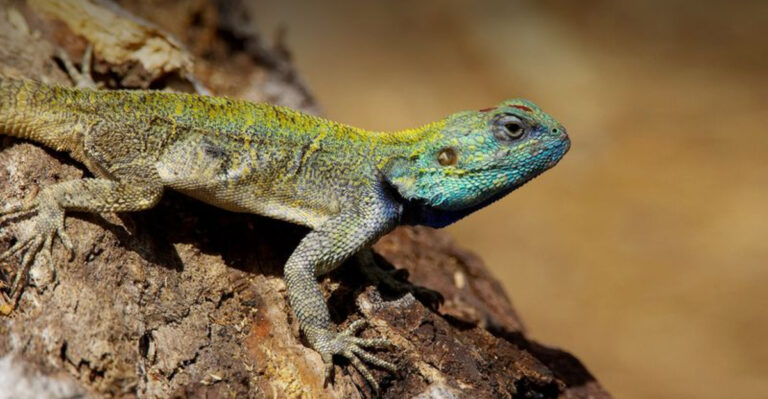 10 Surprising Animals That Are Actually Dinosaur Relatives