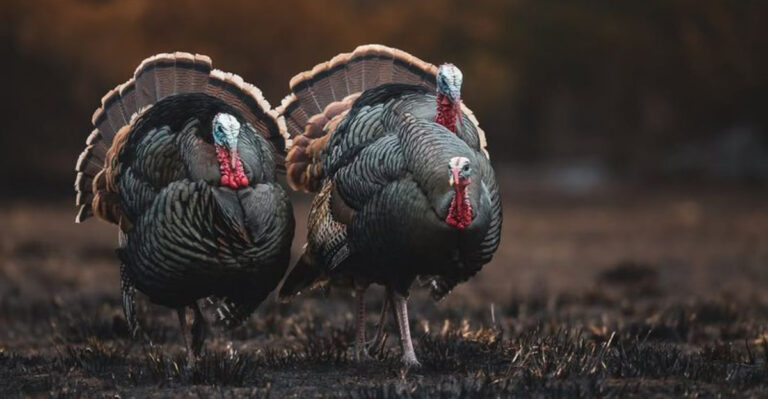 10 Surprising Animals That Have The Worst Memory On Earth