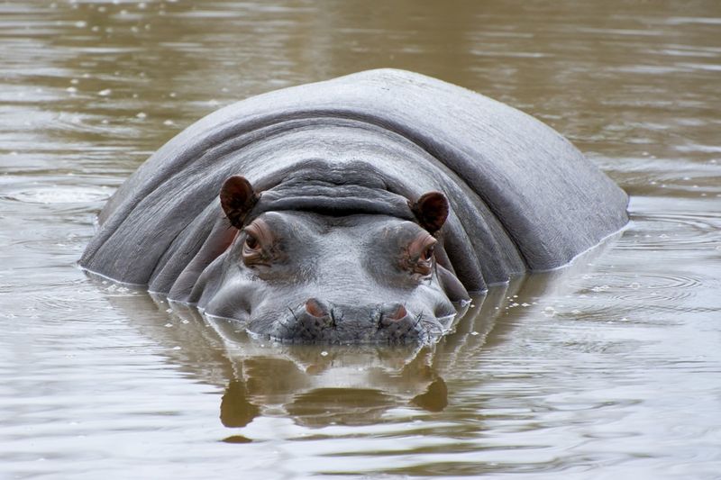 10. Hippopotamuses