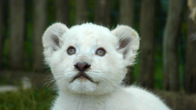 11 Animals With Insane Price Tags That Will Blow Your Mind