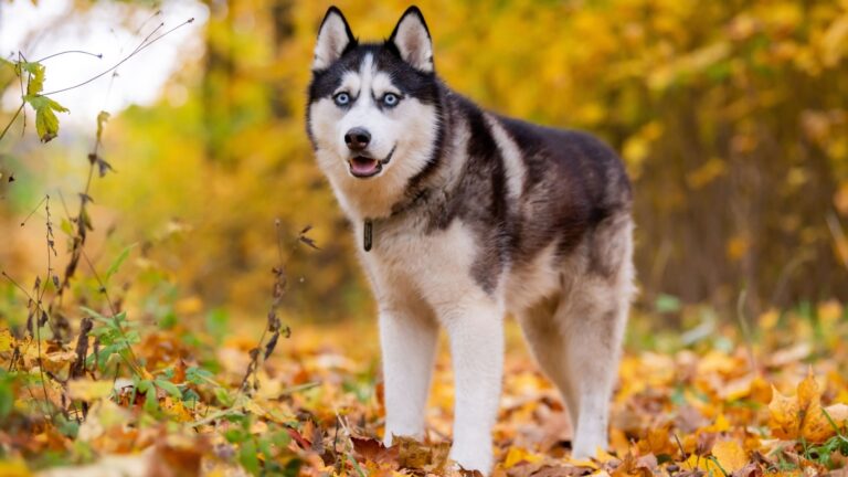 Siberian Husky