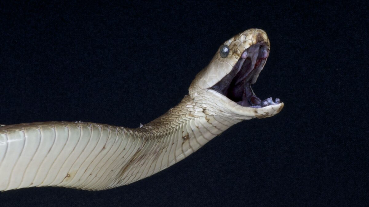 11 Fierce Animals That Have No Natural Enemies