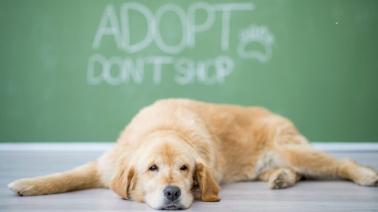 11 Heartfelt Reasons Why Adopting A Dog Is Better Than Buying One