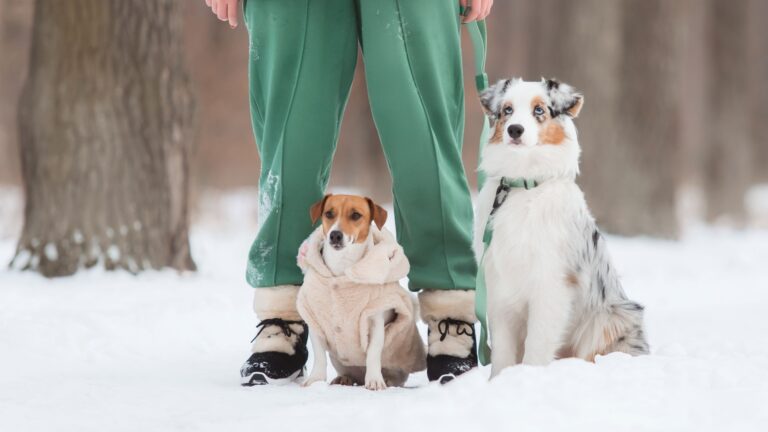 11 Important Facts On Jack Russell - Australian Shepherd Mix