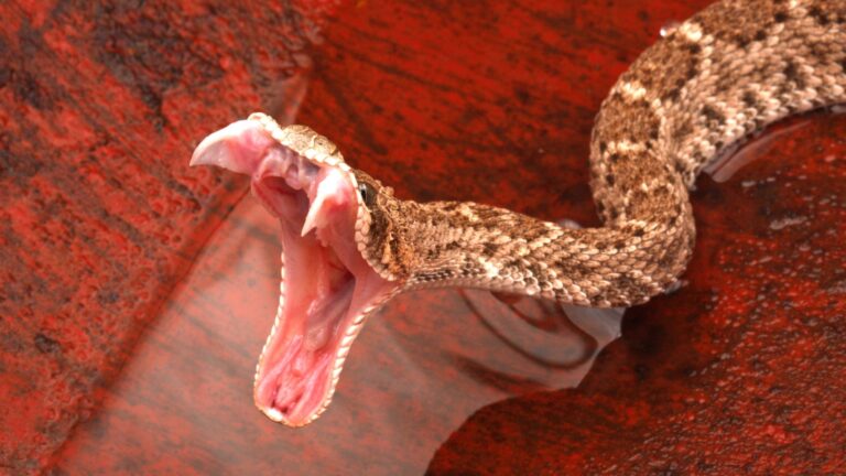 11 Most Venomous Snakes In The United States You Need To Know About