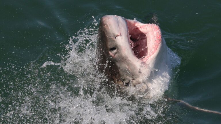 11 Savage Sharks You Should Avoid At All Costs