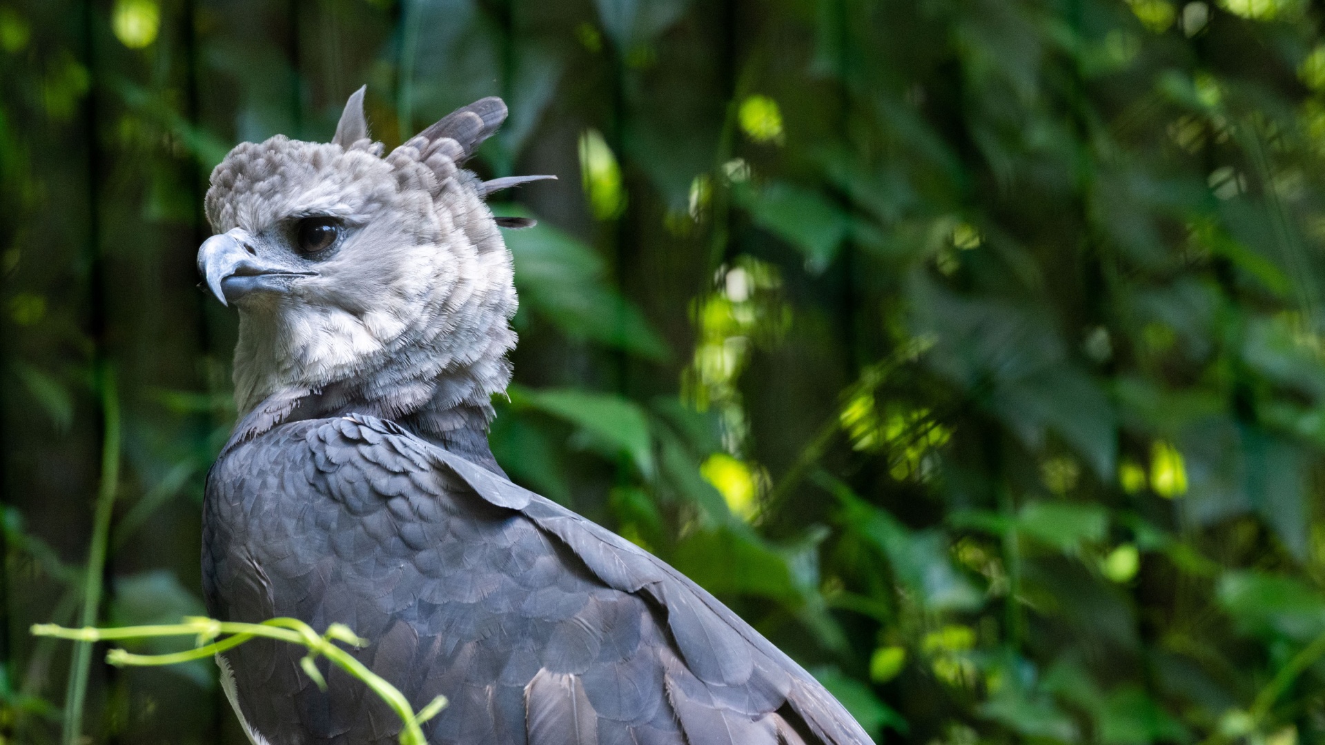 11 Striking Birds Of Prey That Thrive In Mountainous Terrain