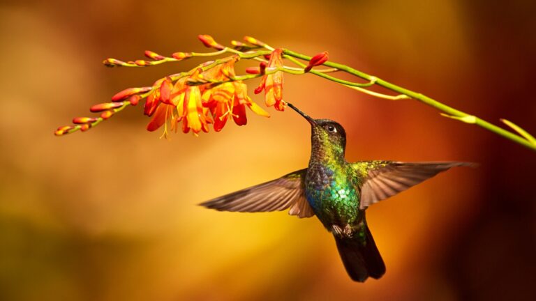 11 Stunning Hummingbirds That Can Only Be Found In The U.S.