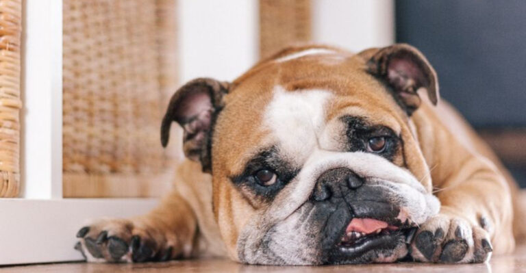 11 Bulldog Problems Every Owner Can Relate To