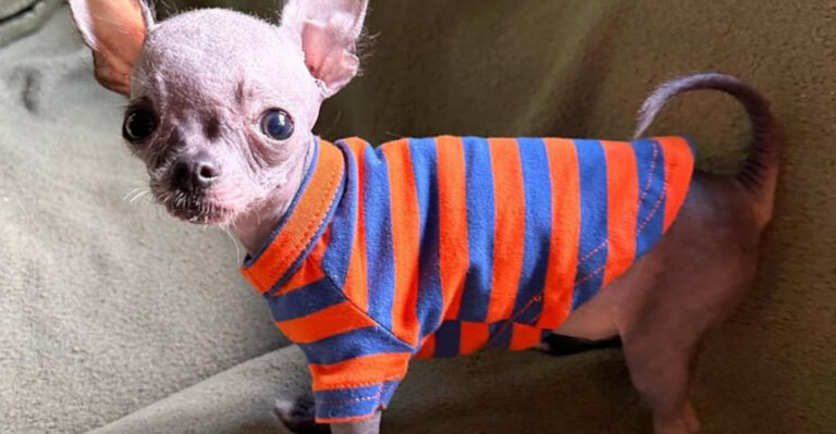 11 Dog Breeds That Need More Attention Than You Might Expect