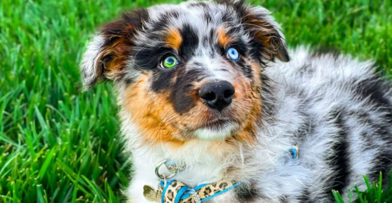 11 Dog Breeds With The Most Stunning Eyes That Will Captivate You