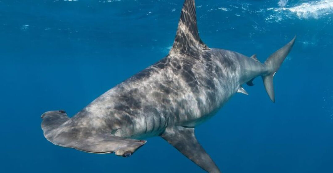 11 Sharks You Won't Believe Are Harmless To Humans
