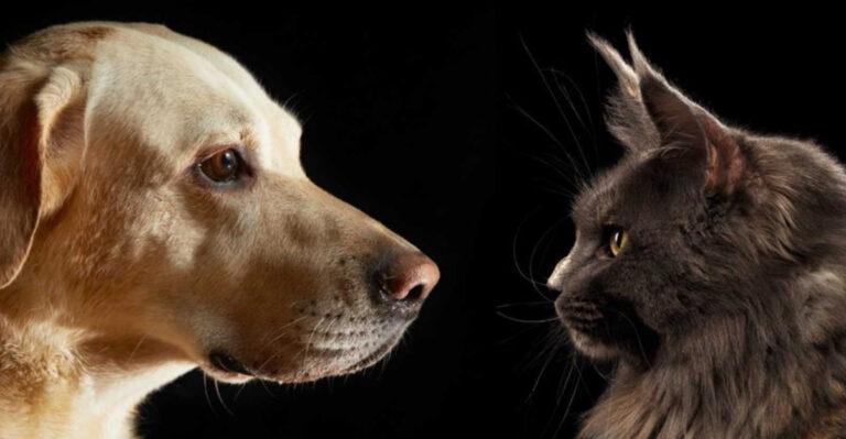 11 Worst Pets To Have If You Already Own A Dog