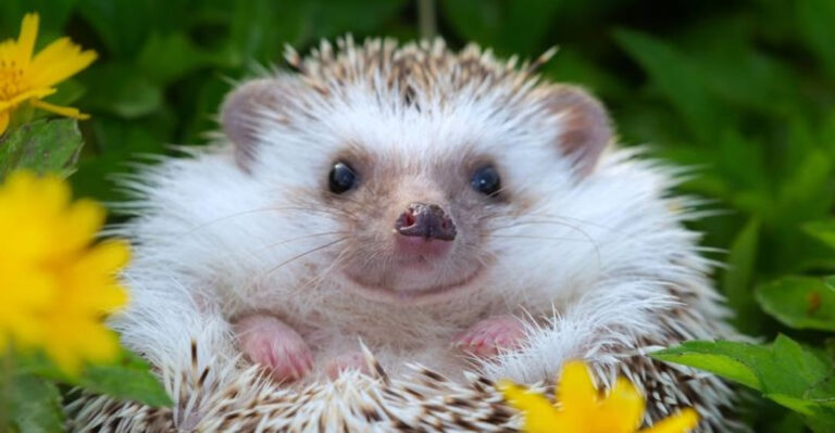 12 Adorable Animals That Can Be Surprisingly Lethal