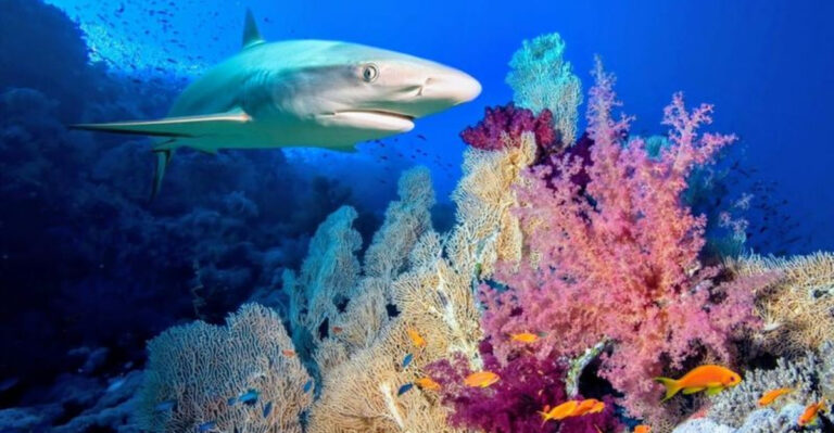 12 Amazing Creatures That Call Coral Reefs Home