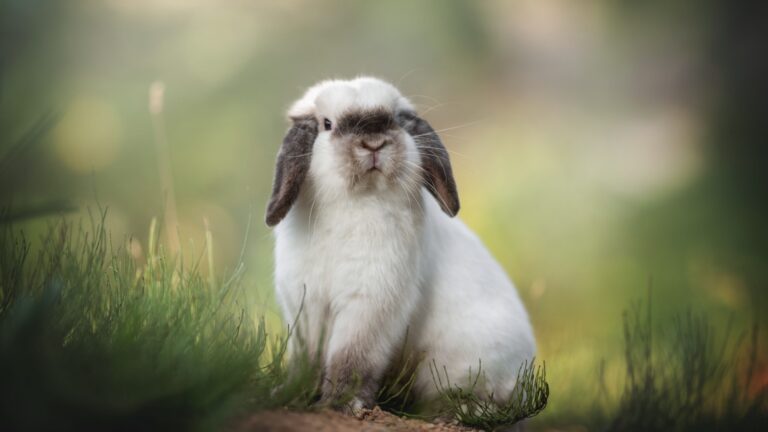 12 Animals That Prove Releasing Them Into The Wild Is A Bad Idea