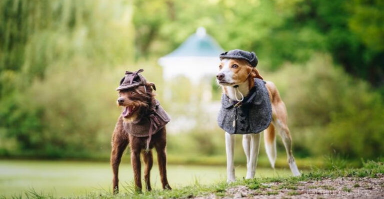 12 Animals Who Played Key Roles In Solving Real-Life Crimes