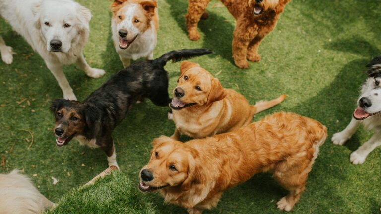 12 Best Companion Dogs For A Labrador Retriever