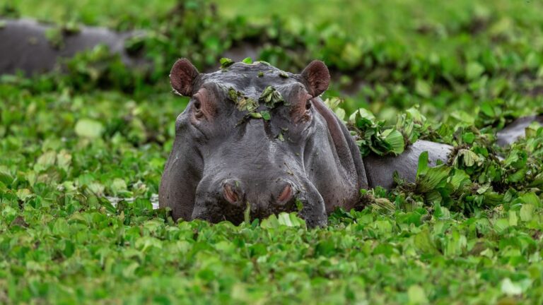 12 Dangerous Animals In The World Ranked By Human Fatalities
