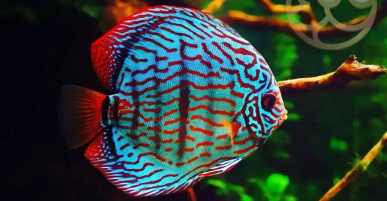 12 Fish Species That Live Longer Than Most Dogs