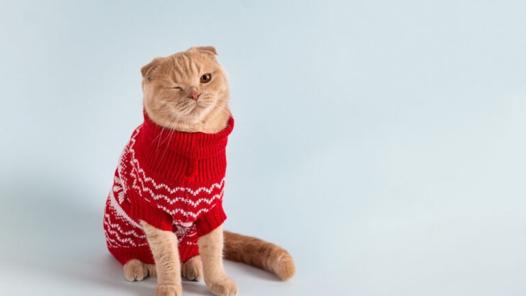 12 Interesting Facts You Didn't Know About Cats And Their Winter Coats