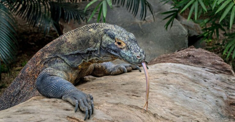 12 Reasons Why The Komodo Dragon Is A Living Legend