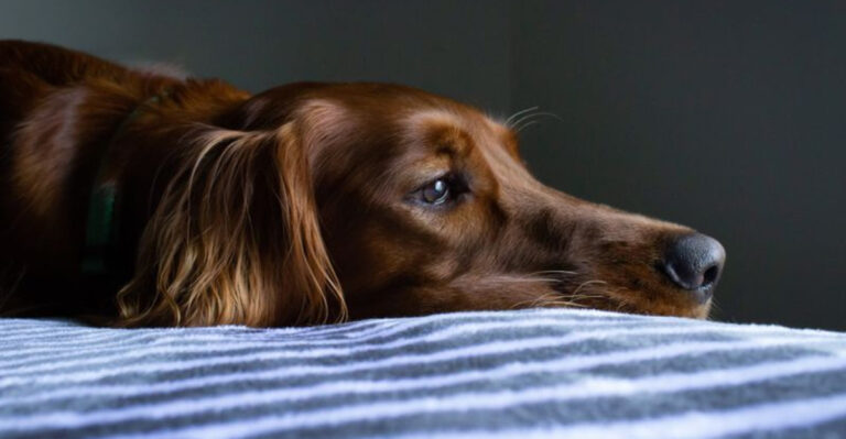 12 Signs Your Dog’s Love Remains With You After They’re Gone