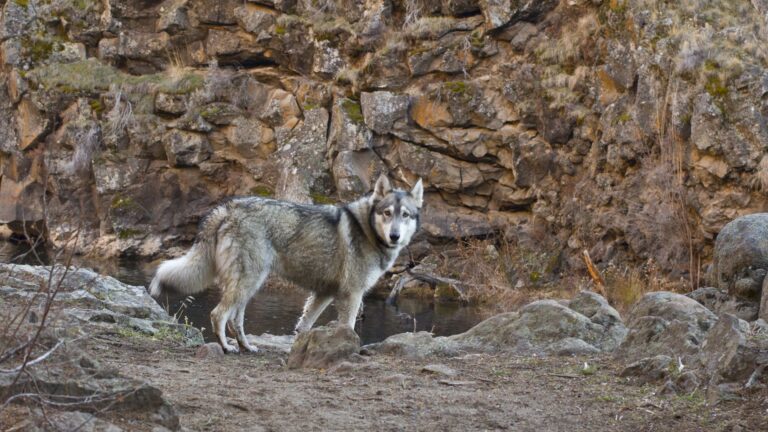 12 U.S. States Where You Currently Have A Chance To See A Wolf
