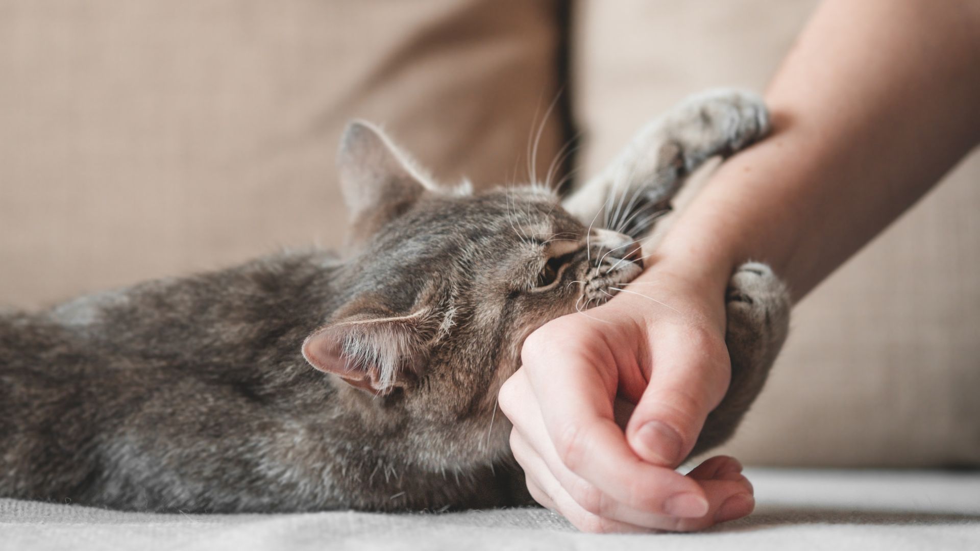 12 Unexpected Reasons Why Your Cat Grabs Your Hand And Bites You