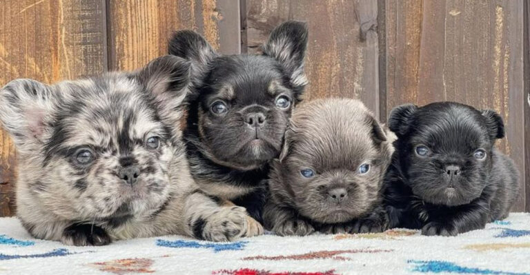 12 Facts You Need To Know About Long-Haired French Bulldogs