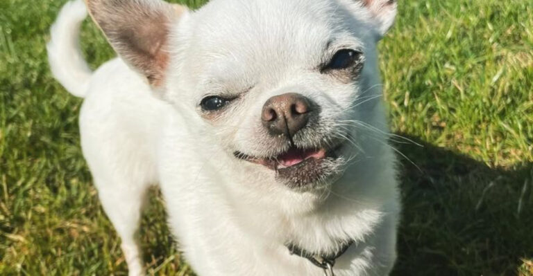 12 Rare Chihuahua Colors You Won’t Believe Exist