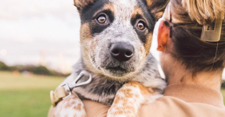 12 Ways Australian Cattle Dogs Form Unbreakable Bonds With Their Humans