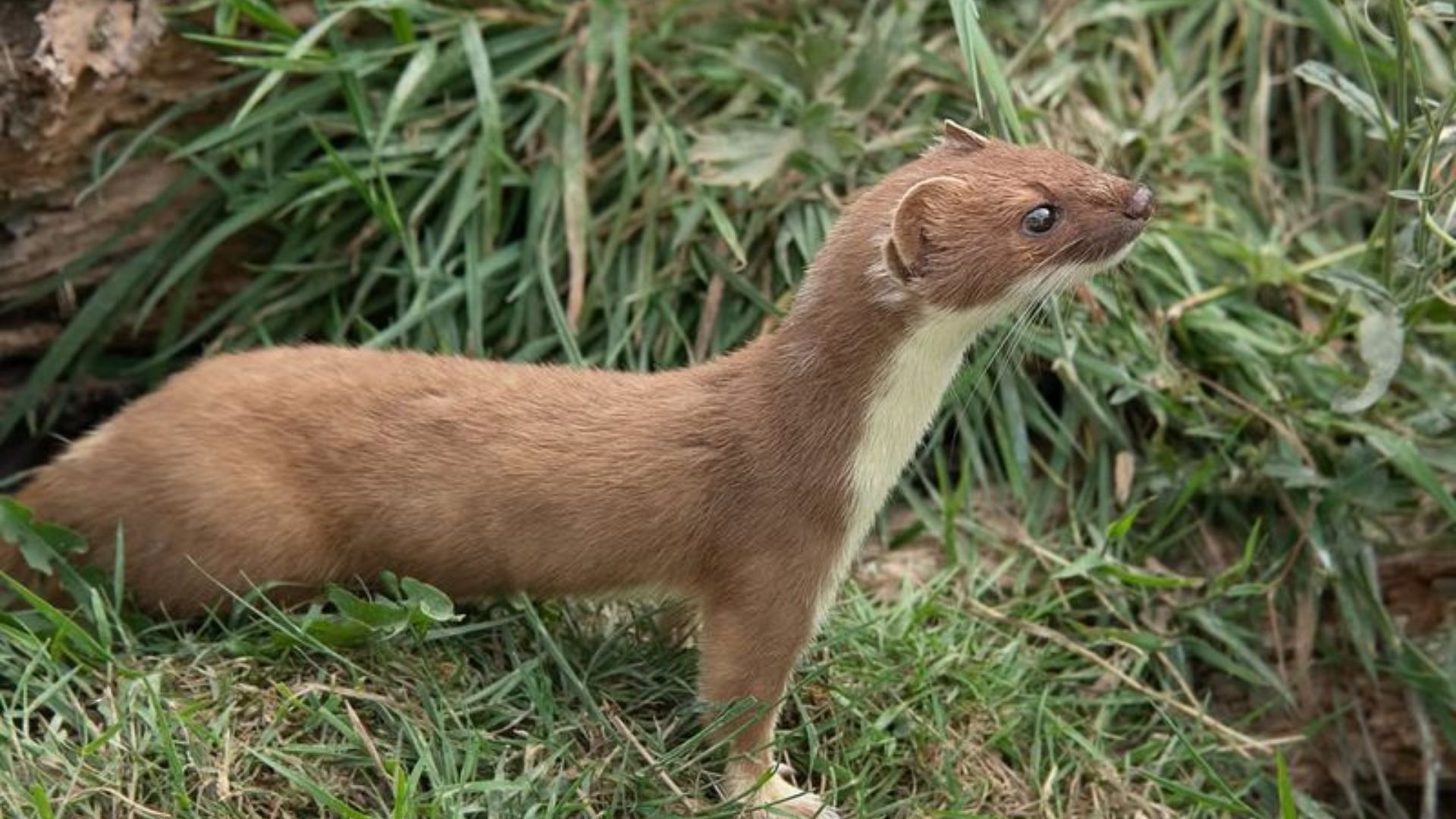 13 Animals That Could Be Ferrets’ Lookalikes, But They’re Not