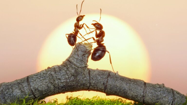 13 Animals With Fascinating Ways Of Communication