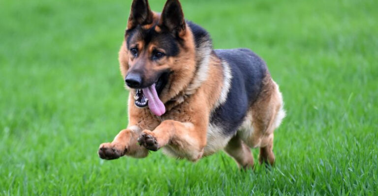 13 Dogs That Can Jump Higher Than You’d Expect