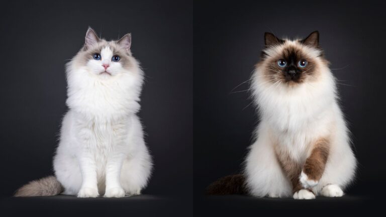 13 Fascinating Similarities Between Ragdoll And Birman Cats You’ll Love