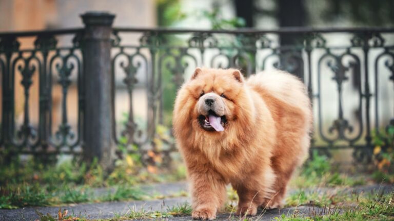 13 Fun Facts About Chow Chows That'll Make You Want One