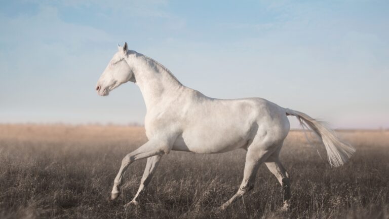 13 Horse Colors And Patterns So Unique They’ll Take Your Breath Away